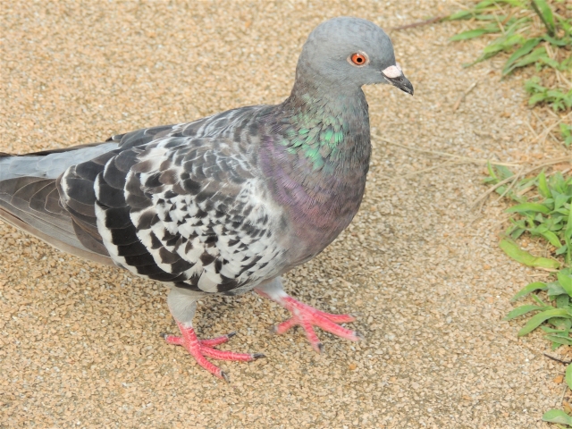 pigeon image